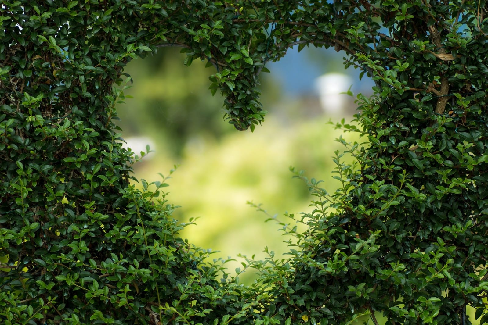 "GREEN HEART"